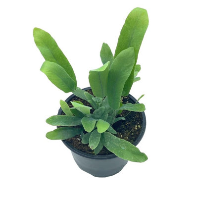 Phlebodium Aureum, 4 Inch