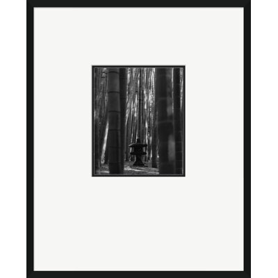 Forêt de bambous - photographie