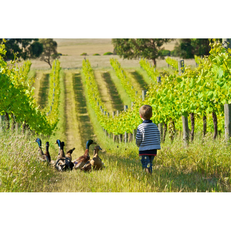 Little Boy With Ducks In A Vineyard - Wrapped Canvas Print, 30cm H x 46cm W x 3.8cm D