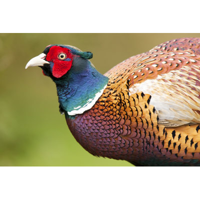 Pheasant by Andrew_Howe - Wrapped Canvas Print