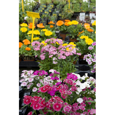 Rows of Multicolored Flowers par Jpll2002 - Photographie sur toile tendue