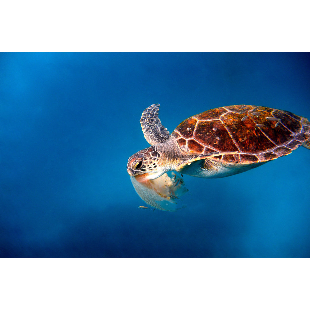 Schildkrötenschwimmen von Searsie - Drucken