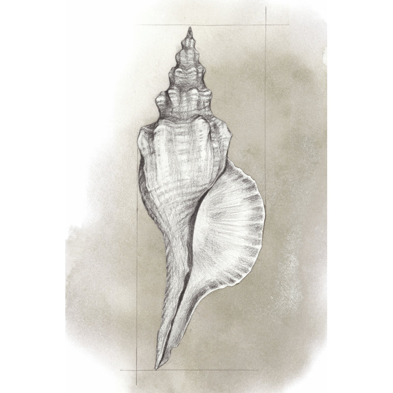 Shell Diagram I by Grace Popp - Wrapped Canvas Painting, 46cm H x 30cm W