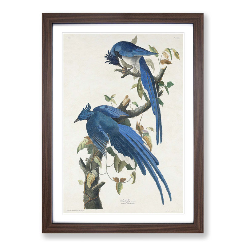 Columbia Jay by John Audubon - Picture Frame Painting, 36cm H x 27cm W x 2cm D, Walnut Framed
