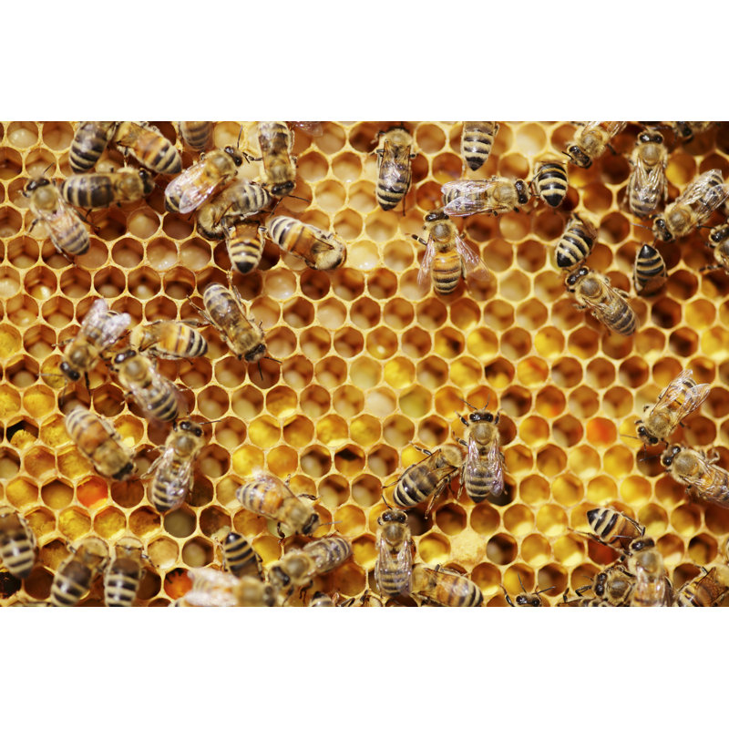 Bees by Temmuzcan - Wrapped Canvas Print, 20cm H x 30cm W x 3.8cm D