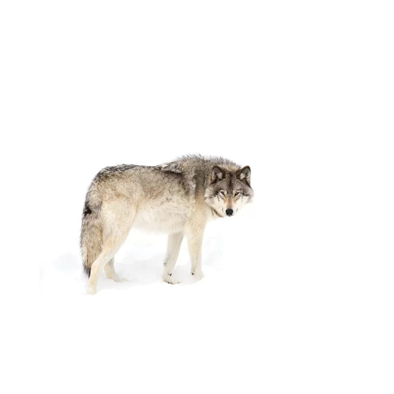 Canadian Timber Wolf Walking Through The Snow by Jim Cumming - Wrapped Canvas Print, 66.04cm H x 101.6cm W x 3.81cm D