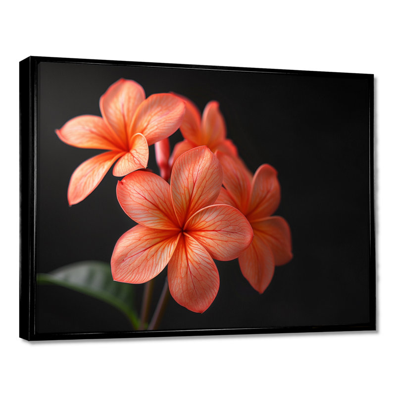 Décoration murale Kinsman - Plumeria, Toile avec cadre flottant noir, H 12 po x l 20 po x P 1 po