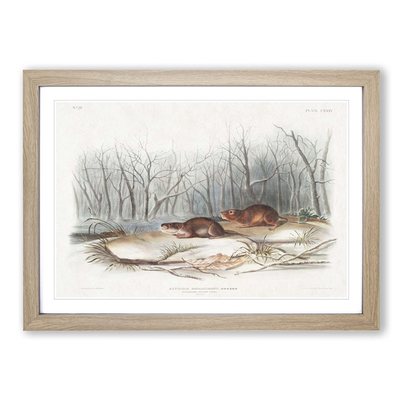 Meadow Mouse by J.W. Audubon - Picture Frame Painting Print, 48cm H x 65cm W x 2cm D, Oak Framed