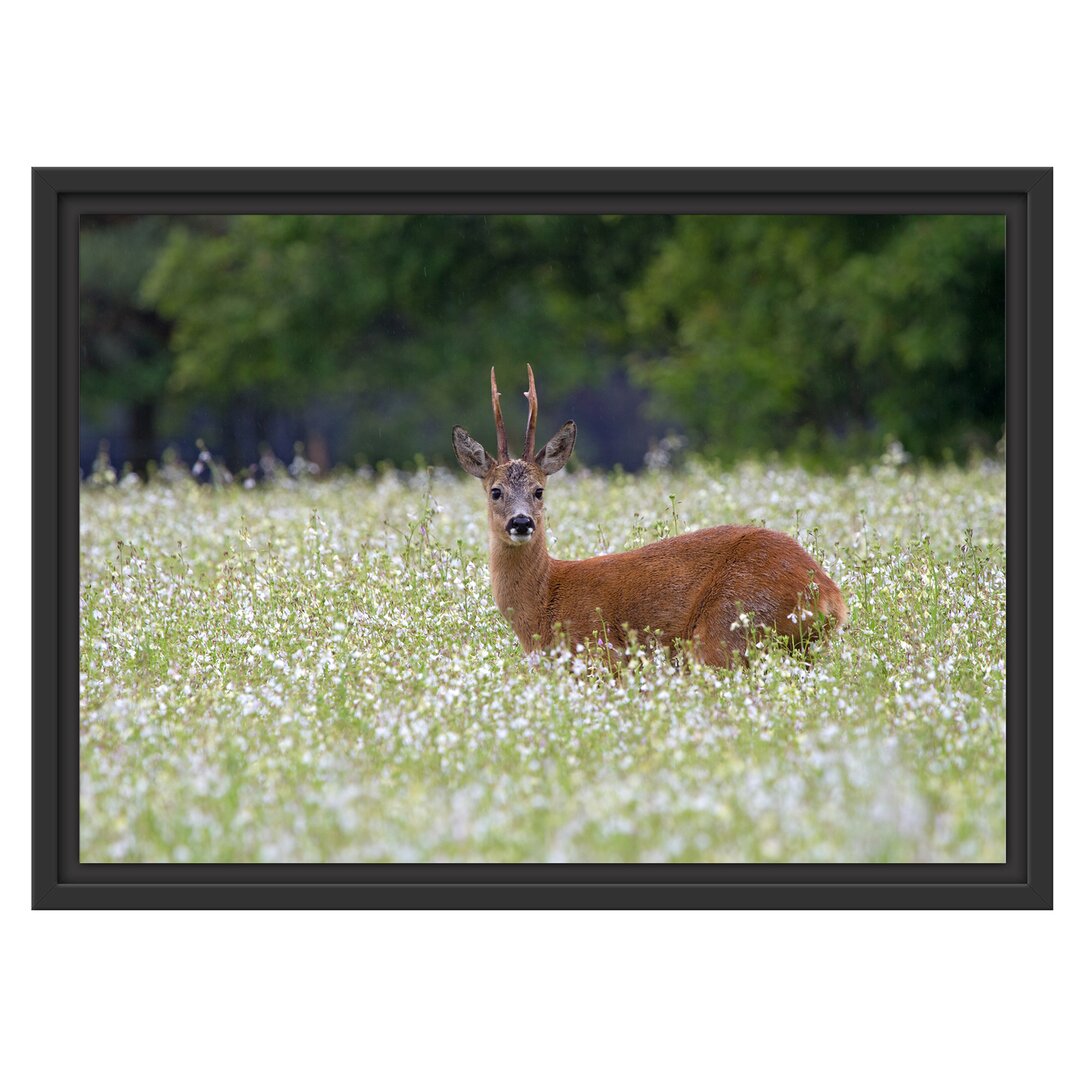 Gerahmtes Wandbild junger Hirsch auf Wildwiese