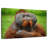 Bossy Orangutan-1330402425