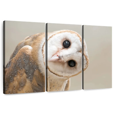 Barn Owl Gaze