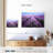 Alvord Lavender Field In Provence-107688674