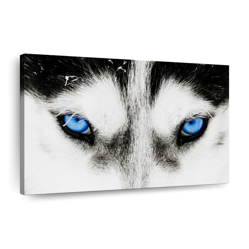 Husky's Eyes, reproduction sur toile, L 24 po x H 36 po