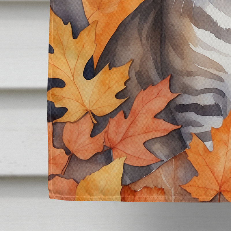 Chat en feuilles d'automne, European Shorthair
