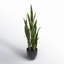 Plante de serpent artificielle Sansevieria en pot-117975311