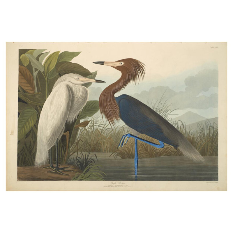 Héron mauve des oiseaux d'Amérique de 1827 à 1838 par John James Audubon - Impression giclée, H 32 po x l 40 po
