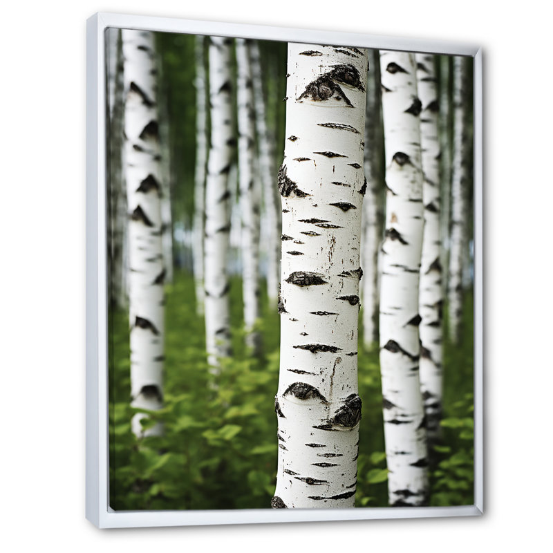 White Green Birch Tree Whispers III - Landscape & Nature Wall Art Living Room, White Floater Framed, 40" H x 30" W x 1.5" D