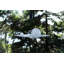 Gravity Well Chandelier-1189852038