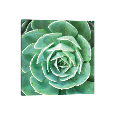 Echeveria II by Jairo Rodriguez - Wrapped Canvas Gallery-Wrapped Canvas Giclée