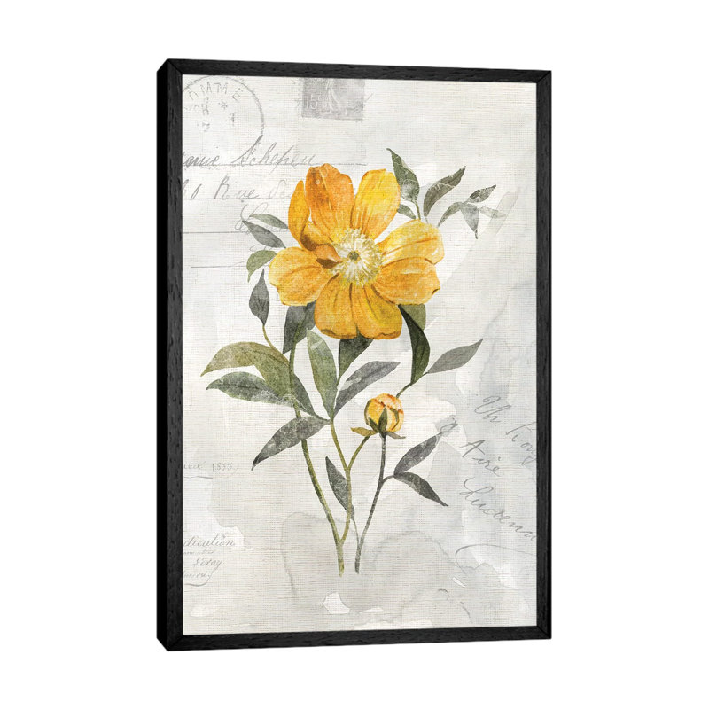 Canary Linen Peony by Carol Robinson - Print on Canvas, 152.5 cm H x 101.5 cm W, Black Framed