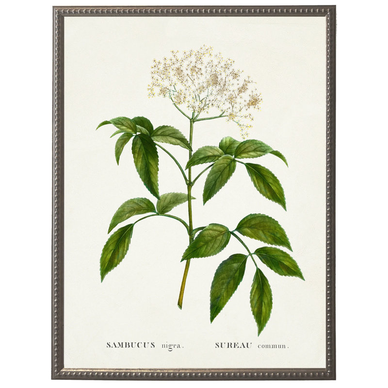Sureau fleur blanche sur fond blanc