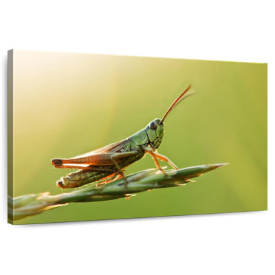 Grasshopper