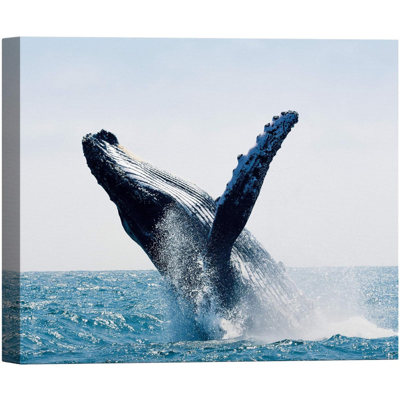 " A Humpback Whale Doing Back Flip In The Blue Ocean Marine Life ", 12'' H x 18'' W