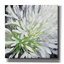 «Cleome Splash 2 Black» par Julia Purinton, art mural sur toile-1107800081