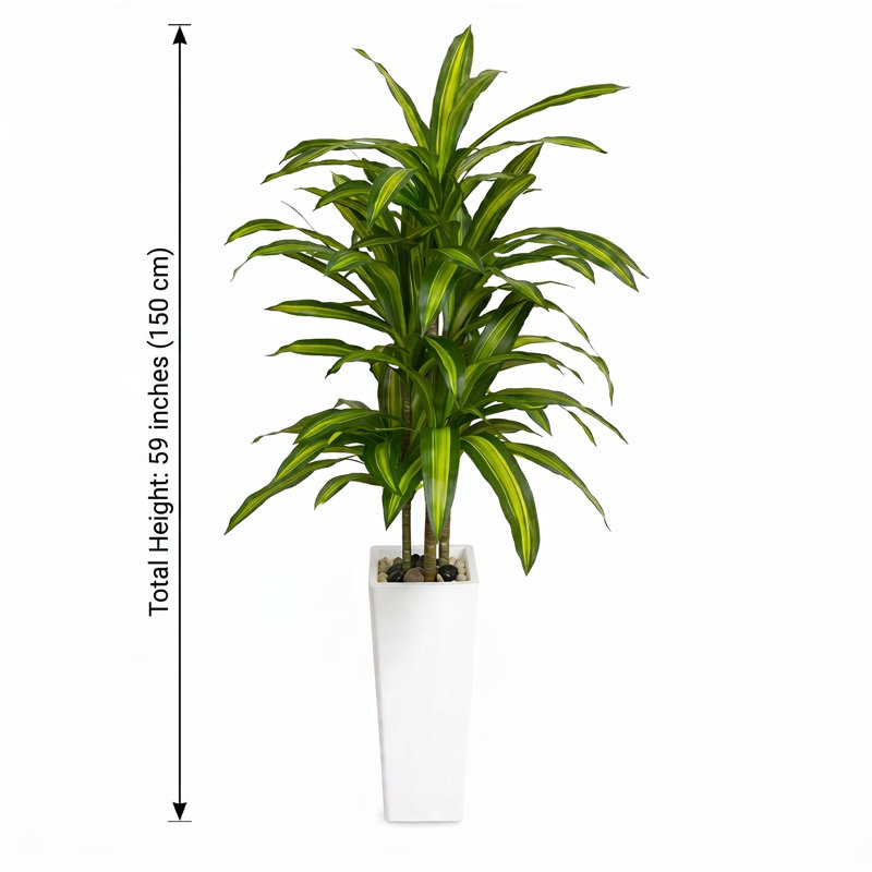 59 "Dracaena plante artificielle en pot blanc pour la décoration intérieure, Blanc