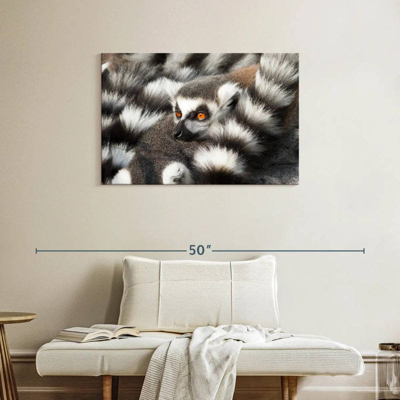 Crowle Ring-Tailed Lemur