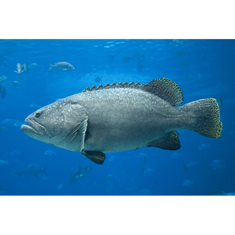 Giant Grouper by Lingbeek - Wrapped Canvas Print, 61cm H x 91cm W