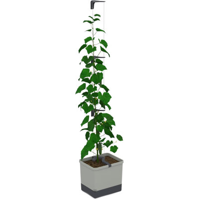Curt Cucumber Pot - Self watering Planter Pot with Trellis for Cucumbers, 20L soil capacity