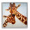 Joyeux duo de girafes, portrait sur bois par Lucia Heffernan, peinture