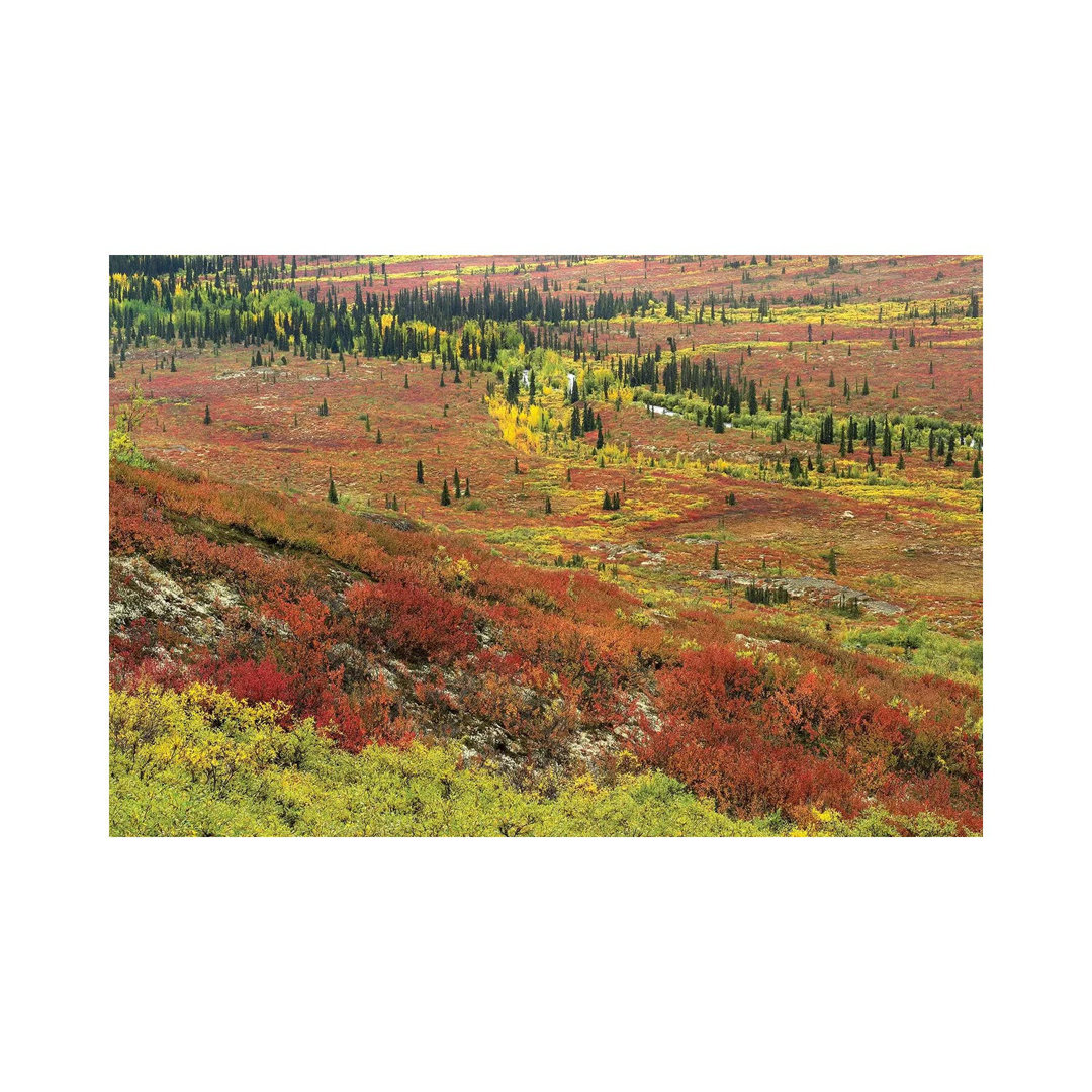 Autumn Tundra With Boreal Forest, Tombstone Territorial Park, Yukon Territory, Canada von Tim Fitzharris - Gallery-Wrapp...