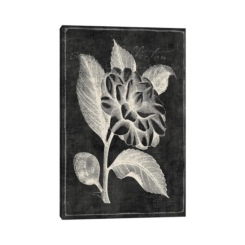Black Botanical II by PI Galerie - Wrapped Canvas Panoramic Painting, 101.6 cm H x 66.04 cm W x 3.175 cm D
