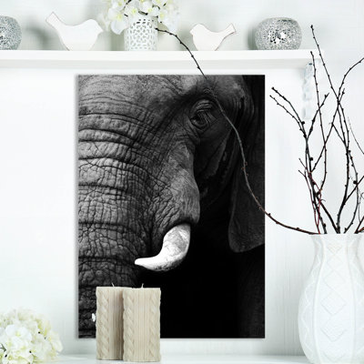 " Elephant Head Close Up "