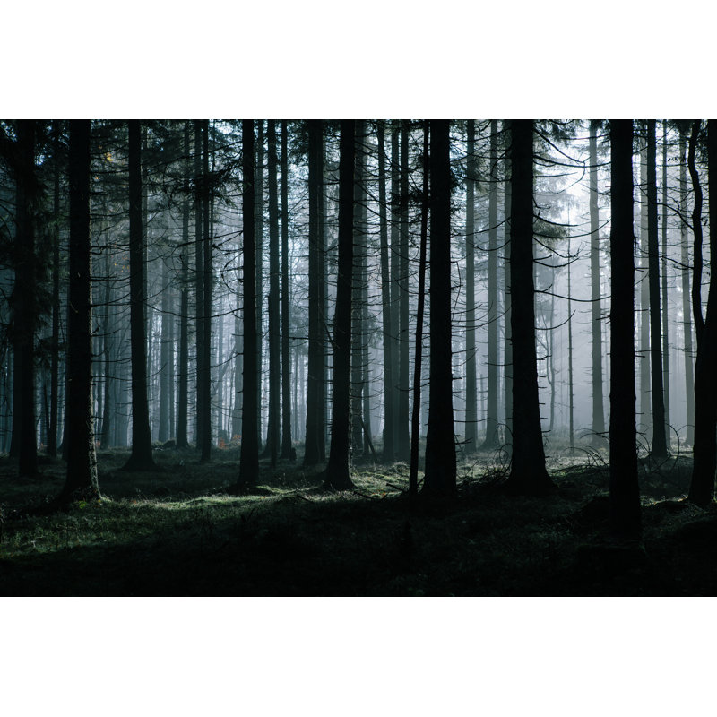 Forêt sombre mystérieuse, H 8 po x l 12 po