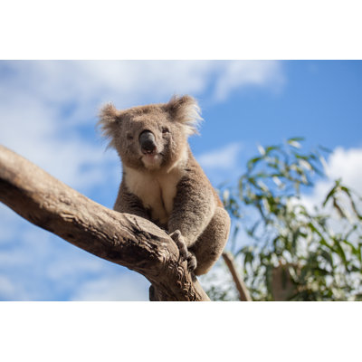 Portrait Of Koala by Tsvibrav - Wrapped Canvas Photograph