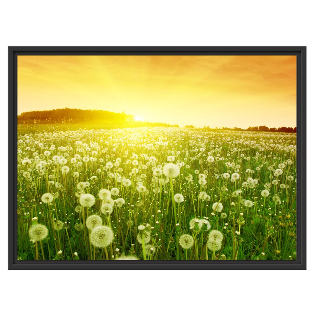 Gerahmtes Wandbild Pusteblumen Sonnenuntergang