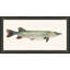 Fresh Catch 5 Framed Print