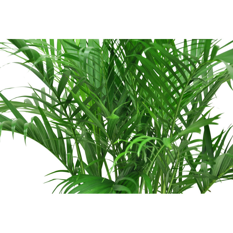 Cat Palm in Décor Planter