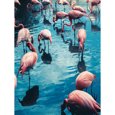 " Bright Flamingos On Blue Waters "