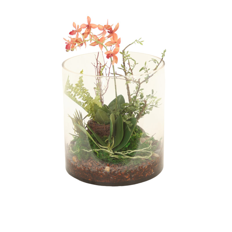 Phalaenopsis Orchid Garden in Round Glass Cylinder