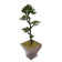 Panama Tree in Planter