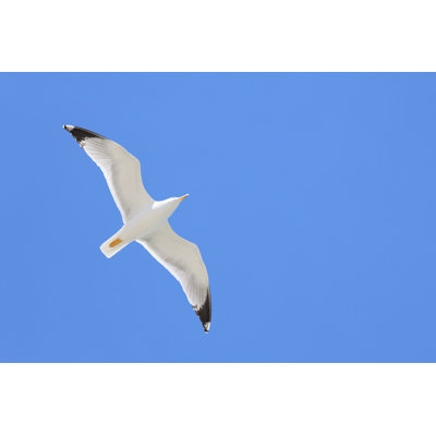 Mouette volant dans le ciel bleu par Dimitris66