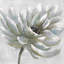 Chrysanthemum - Office Framed Matted Print Decor-71462810
