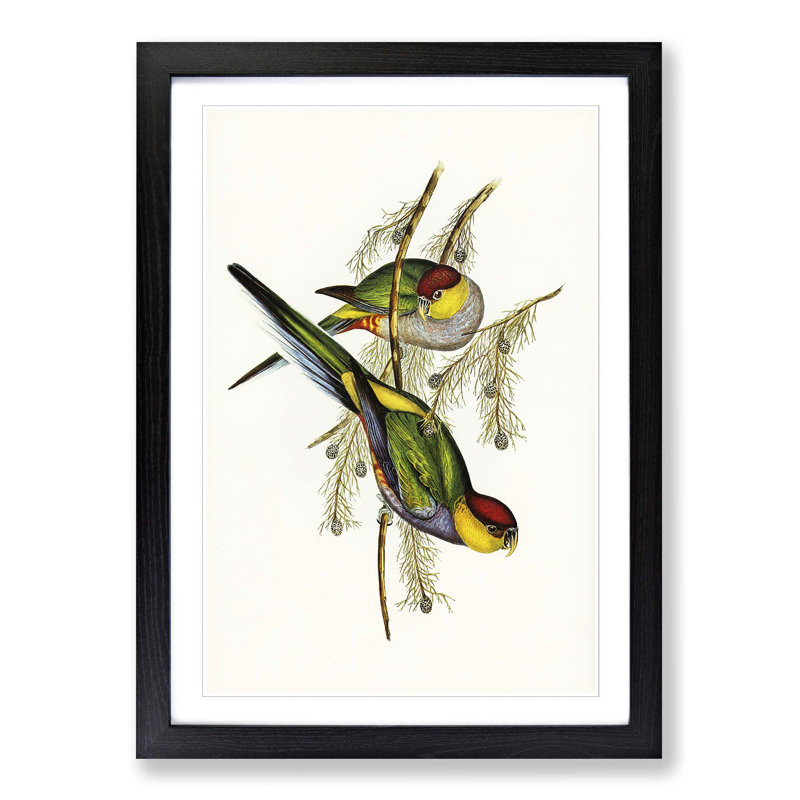 Red-Capped Parakeets by Elizabeth Gould - Picture Frame Painting Print, Black Framed, 65cm H x 48cm W x 2cm D