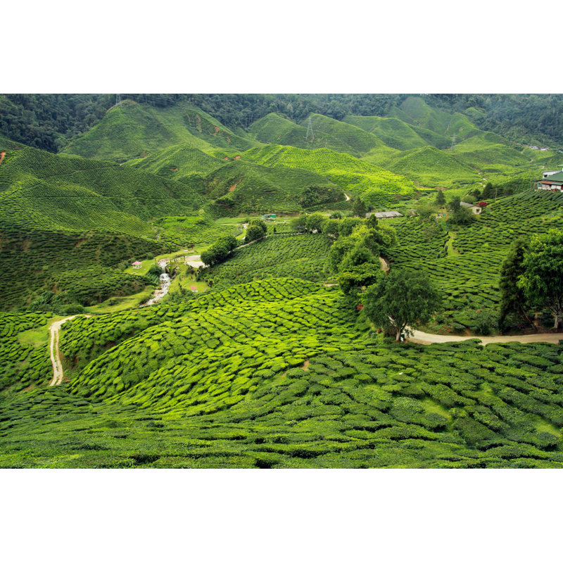Abedallah Tea Plantations Landscape on Canvas par Nevarpp, photographie, H 20 po x l 30 po x P 1,25 po