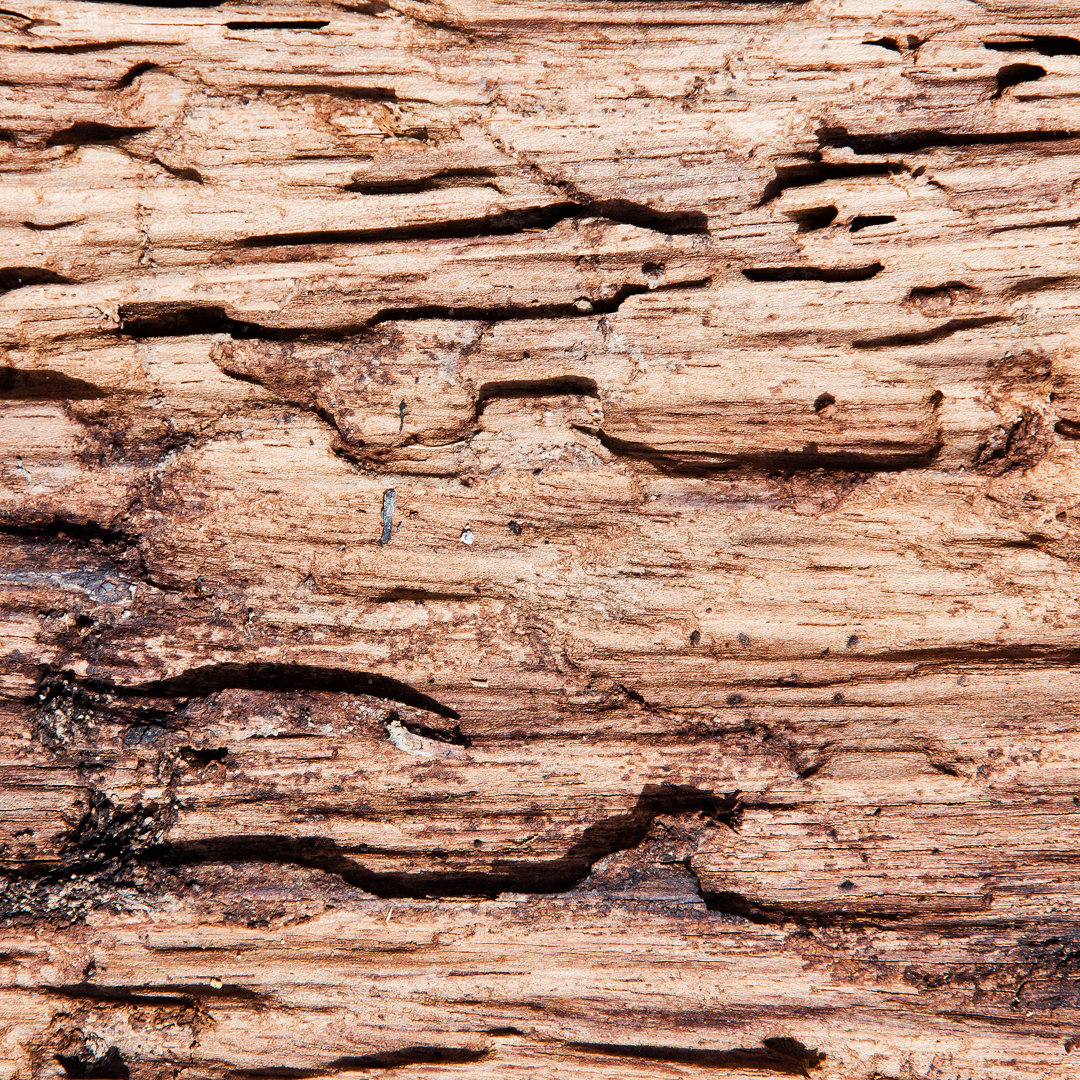 Closeup Of Texture - No Frame Kunstdrucke auf Leinwand