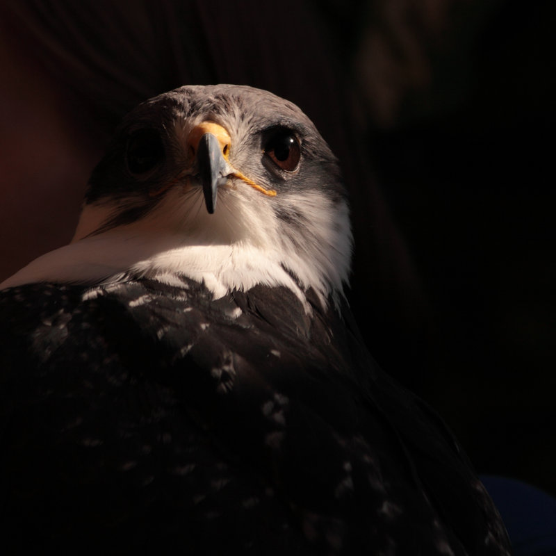 Close Up Of Falcon On Black Background by Safaribwana - Wrapped Canvas Print, 51cm H x 51cm W